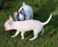 Applehead white/cream Boy, blue eye-brown eye, should mature 5-6#s, a male Chihuahua for sale in Clintonville, WI – 8 of 10