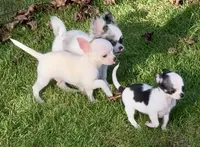 Applehead white/cream Boy, blue eye-brown eye, should mature 5-6#s, a male Chihuahua for sale in Clintonville, WI – 7 of 10