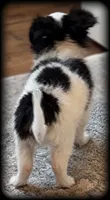 Oreo Teacup Chihuahua Longcoat Boy, weight 10/22/26 2 pounds, a male Chihuahua for sale in Clintonville, WI – 5 of 10
