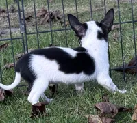 APPLEHEAD Teacup white/black boy 1# 11 oz on 10/2/26, a male Chihuahua for sale in Clintonville, WI – 4 of 10