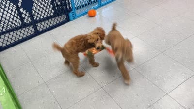 ACE Toy Poodle Boy - neuter requirement, a male Poodle - Toy  for sale in Clintonville, WI – 5 of 7