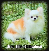 Bandit teacup/Tiny Toy Applehead Boy - Smoothcoat, a male Chihuahua for sale in Clintonville, WI – 6 of 6