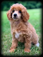 Roma beautiful girl VIDEOS, a female Poodle - Toy  for sale in Clintonville, WI – 2 of 5