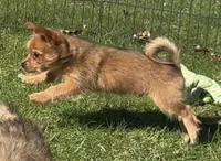 Yorkie-Pom Toysize Boy First Generation, a male Yorkshire Terrier for sale in Clintonville, WI – 2 of 8