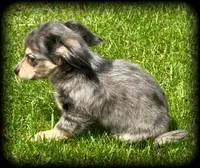 Silver Dapple/Cream TOYSIZE Chiweenie Boy “Larry”, a male Chihuahua for sale in Clintonville, WI – 2 of 9