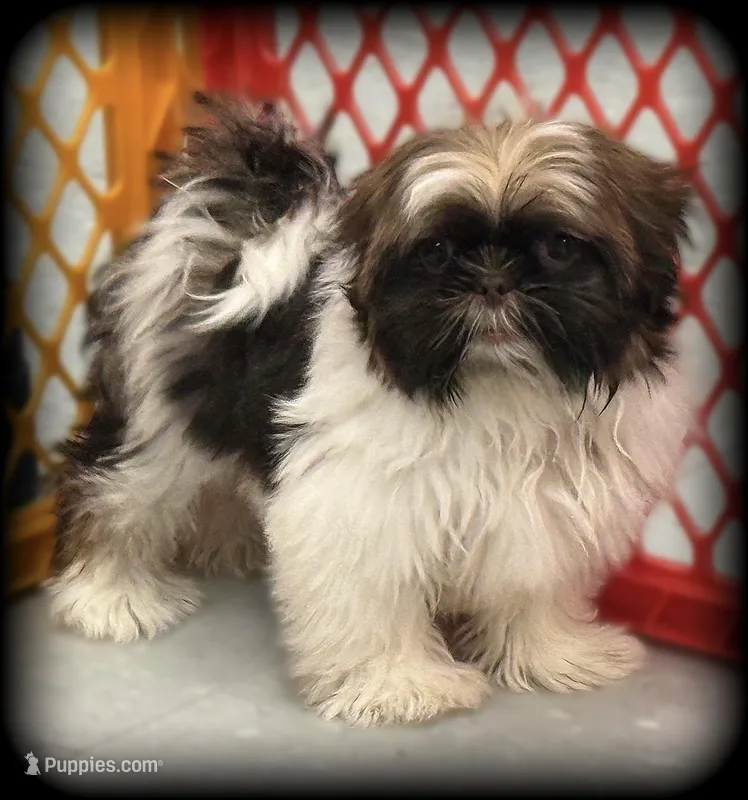 Dance Toysize Shih Tzu Girl -  – Shih Tzu puppy for sale in Clintonville, WI