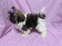 Dance Toysize Shih Tzu Girl - , a female Shih Tzu for sale in Clintonville, WI – Photo 3 of 3
