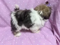 Dance Toysize Shih Tzu Girl - , a female Shih Tzu for sale in Clintonville, WI – Photo 2 of 3