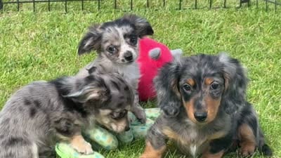 Chiweenie silver dapple/tan Toysize Boy “Moe”, a male Chihuahua and Miniature Dachshund for sale in Clintonville, WI – 6 of 7