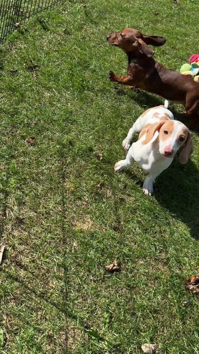 VIDEOS ❤️ Mini Doxie piebald boy - NEUTER REQUIREMENT, a male Miniature Dachshund for sale in Clintonville, WI – 3 of 6