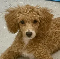 ACE Toy Poodle Boy - neuter requirement, a male Poodle - Toy  for sale in Clintonville, WI – 2 of 7