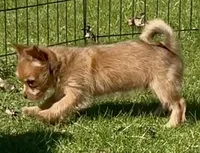 Yorkie-Pom Toysize Boy First Generation, a male Yorkshire Terrier for sale in Clintonville, WI – 7 of 8