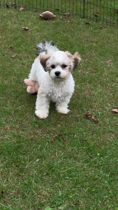 Oslo Teddybear Boy, LOVEBUG❣️,  mature 9-10 pounds , a male Shichon for sale in Clintonville, WI – 3 of 5