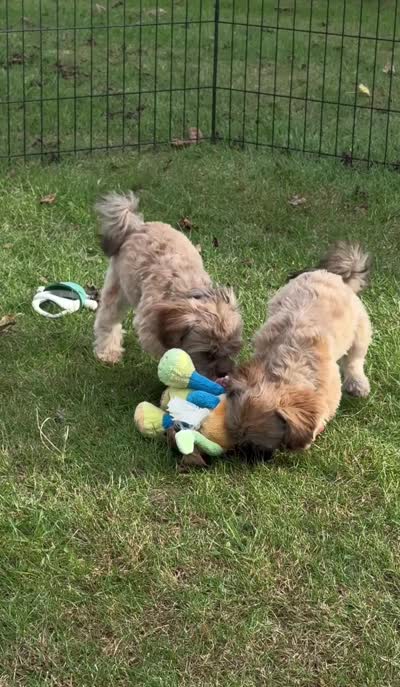 Bow Toysized Chocolate based Shih-Poo Boy (3/4 Shih Tzu), a male Shihpoo for sale in Clintonville, WI – 5 of 7