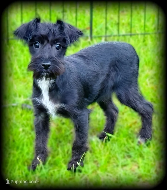Schnoodle Toysize Girl, a female Miniature Schnauzer and Schnoodle for sale in Clintonville, WI – Photo 1 of 3