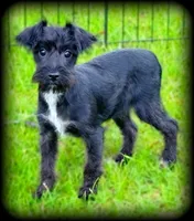 Schnoodle Toysize Girl, a female Miniature Schnauzer and Schnoodle for sale in Clintonville, WI – Photo 1 of 3