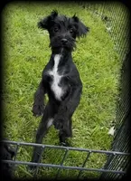 Schnoodle Toysize Girl, a female Miniature Schnauzer and Schnoodle for sale in Clintonville, WI – Photo 3 of 3