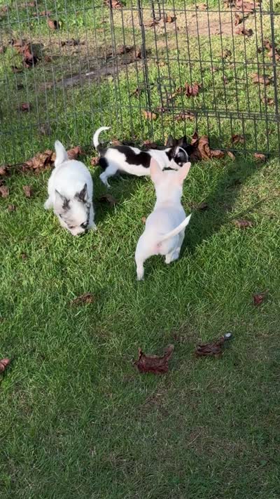 APPLEHEAD Teacup white/black boy 1# 11 oz on 10/2/26, a male Chihuahua for sale in Clintonville, WI – 10 of 10