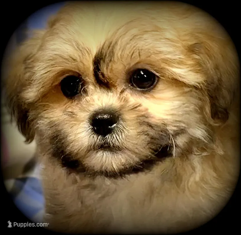 Golden Teddybear Boy