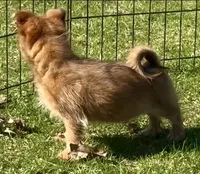 Yorkie-Pom Foxy Toysize boy - ADORABLE ❣️, a male Pomeranian for sale in Clintonville, WI – 7 of 8