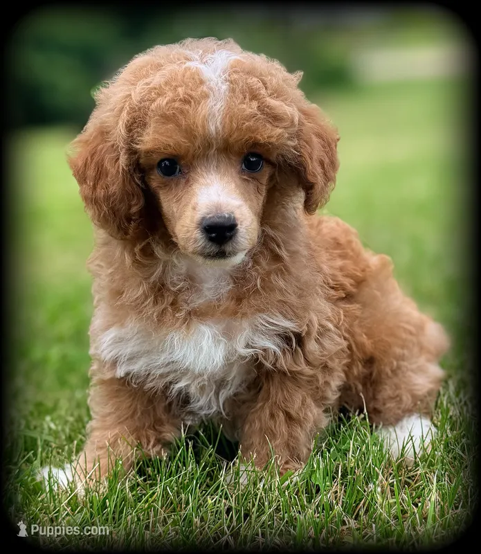 Ace Red Poodle VIDEOS – Poodle - Toy  puppy for sale in Clintonville, WI
