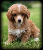 Ace Red Poodle VIDEOS, a male Poodle - Toy  for sale in Clintonville, WI – 1 of 5