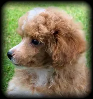 Ace Red Poodle VIDEOS, a male Poodle - Toy  for sale in Clintonville, WI – 2 of 5