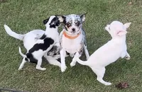 Applehead white/cream Boy, blue eye-brown eye, should mature 5-6#s, a male Chihuahua for sale in Clintonville, WI – 6 of 10