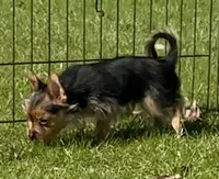 Yorkie-Pom mix, tiny toy, Mr. Big Stuff, a male Pomeranian and Yorkshire Terrier for sale in Clintonville, WI – 7 of 9