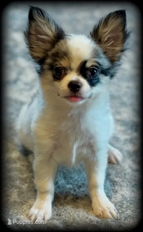 Applehead white/blue Merle Boy, should mature 5-6#s – Chihuahua puppy on hold in Clintonville, WI