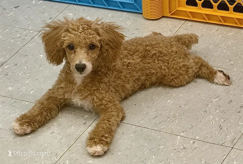 ACE Toy Poodle Boy - neuter requirement – Poodle - Toy  puppy for sale in Clintonville, WI