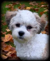 Oslo Teddybear Boy, LOVEBUG❣️,  mature 9-10 pounds , a male Shichon for sale in Clintonville, WI – 2 of 5