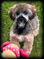 Biscuit is a sable colored Toy Poodle Boy, a male Poodle - Toy  for sale in Clintonville, WI – 3 of 5