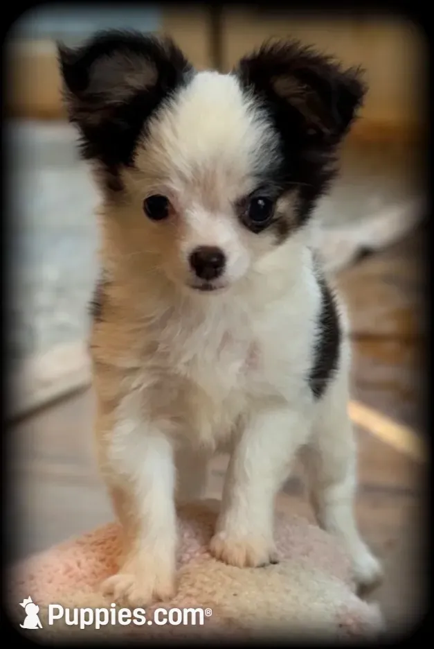 Oreo Teacup Chihuahua Longcoat Boy, weight 10/22/26 2 pounds, a male Chihuahua for sale in Clintonville, WI – 2 of 10