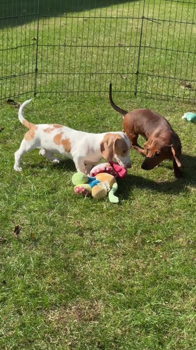 VIDEOS ❤️ Mini Doxie Red boy - NEUTER REQUIREMENT, a male Miniature Dachshund for sale in Clintonville, WI – 4 of 4