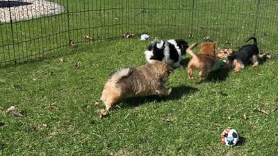 3/4 Yorkie ~ 1/4 Pomeranian Tiny Toy Boy, a male Yorkshire Terrier for sale in Clintonville, WI – 9 of 9