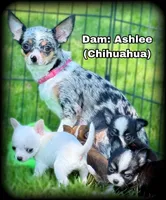 Skye teacup/Tiny Toy blue Merle Applehead Girl - longcoat, a female Chihuahua for sale in Clintonville, WI – 6 of 7