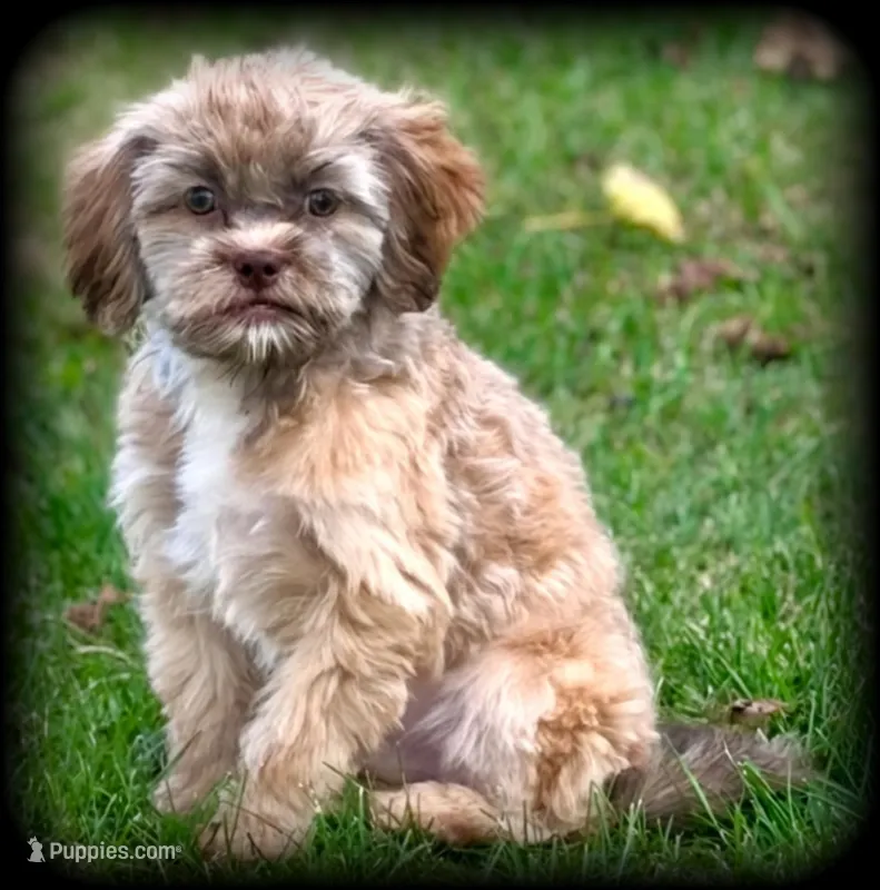 Arrow Toysize liver based Shih-Poo Boy (3/4 Shih Tzu) – Shihpoo puppy for sale in Clintonville, WI