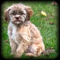 Arrow Toysize liver based Shih-Poo Boy (3/4 Shih Tzu), a male Shihpoo for sale in Clintonville, WI – 1 of 6