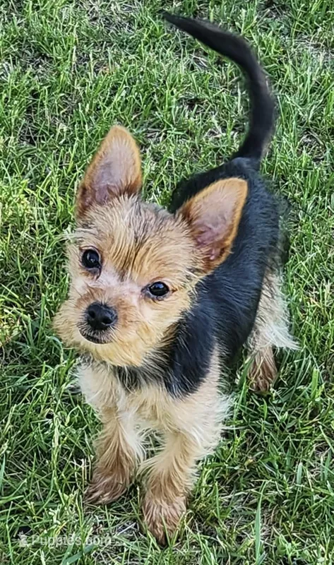 3/4 Yorkie ~ 1/4 Pomeranian Tiny Toy Boy – Yorkshire Terrier puppy for sale in Clintonville, WI