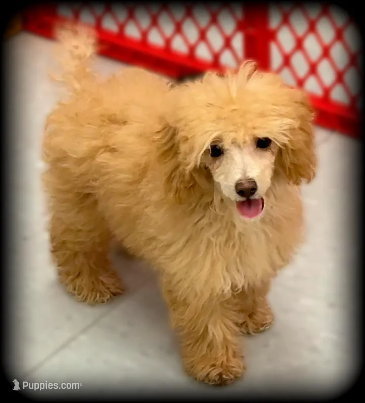 Trooper Toy Poodle 💙 Beautiful Boy – Poodle - Toy  puppy for sale in Clintonville, WI