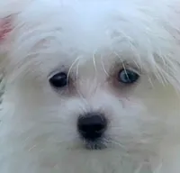 Pearl MalChi tiny toy girl, a female Malchi for sale in Clintonville, WI – 3 of 8