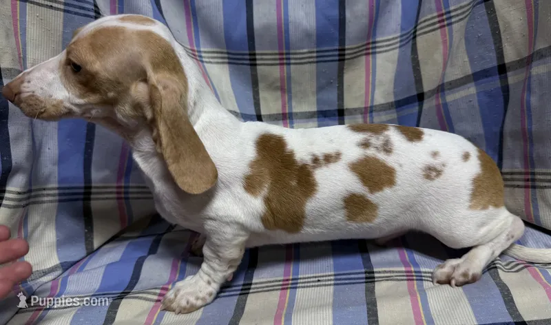 Mini Doxie piebald boy - NEUTER REQUIREMENT – Miniature Dachshund puppy for sale in Clintonville, WI