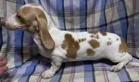 Mini Doxie piebald boy - NEUTER REQUIREMENT, a male Miniature Dachshund for sale in Clintonville, WI – 1 of 2