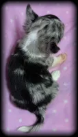Skye teacup/Tiny Toy blue Merle Applehead Girl - longcoat, a female Chihuahua for sale in Clintonville, WI – 3 of 7
