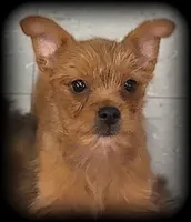 Mr. PERSONALITY❣️ Chili ~ Yorkie-Pom Toysize Boy, a male Pomeranian for sale in Clintonville, WI – 4 of 6