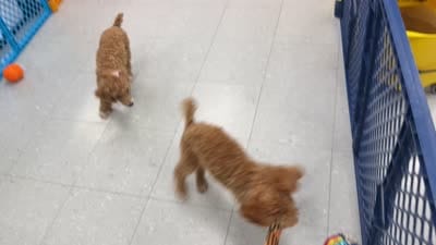 ACE Toy Poodle Boy - neuter requirement, a male Poodle - Toy  for sale in Clintonville, WI – 6 of 7