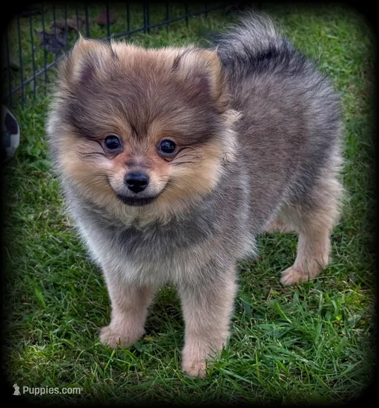 Ireland Beautiful Toysize Girl – Pomeranian puppy for sale in Clintonville, WI