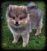 Ireland Beautiful Toysize Girl, a female Pomeranian for sale in Clintonville, WI – 1 of 5