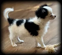 Oreo Teacup Chihuahua Longcoat Boy, weight 10/22/26 2 pounds, a male Chihuahua for sale in Clintonville, WI – 4 of 10